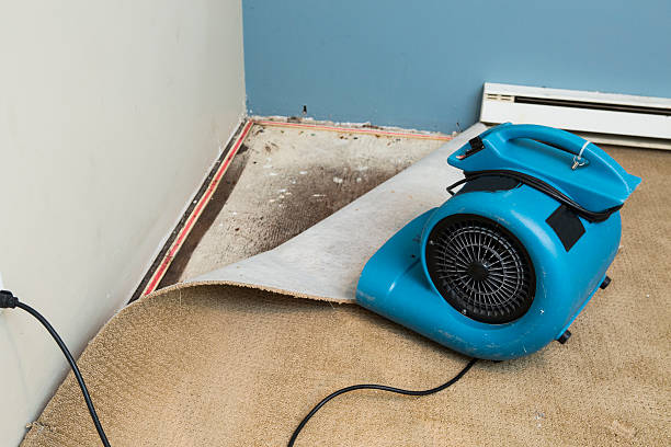 Best Water damage cleanup near me  in Park View, IA